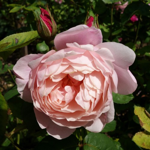 Rose The Alnwick Rose / Engelsk Rose