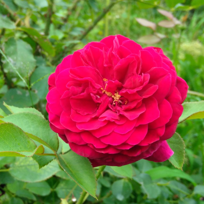 Rose The Prince / Engelsk Rose