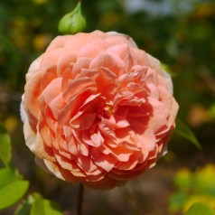 Rose William Morris -...