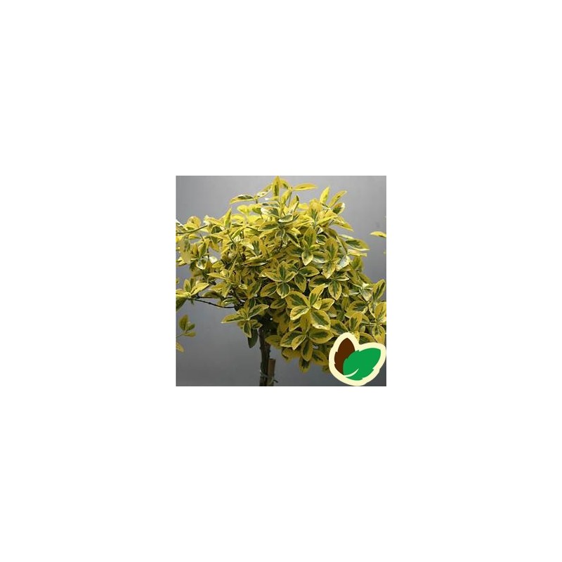 Euonymus fortunei Emerald Gold / 80 cm. stamme