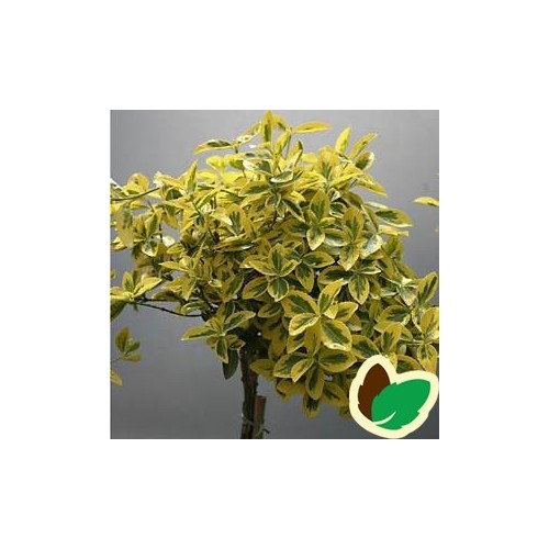 Euonymus fortunei Emerald Gold / 80 cm. stamme