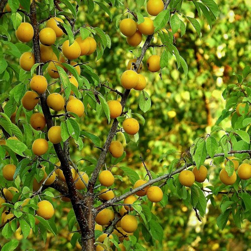 Blommetræ Reine Claude d'Oullins - Lav stamme - Prunus domestica Reine Claude d'Oullins