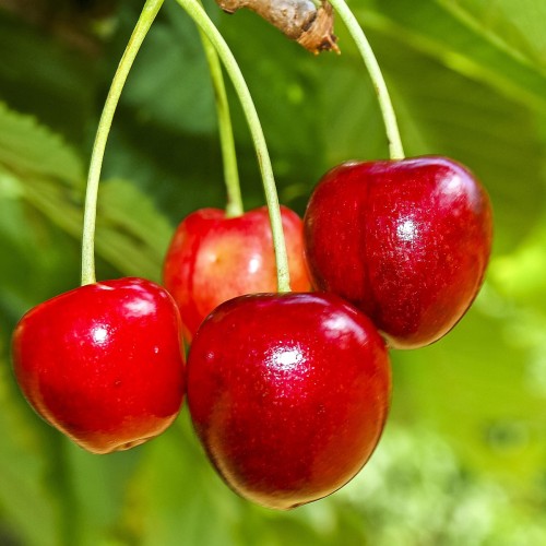 Kirsebærtræ Van 125-150 cm. - Bundt med 10 stk. barrodsplanter - 3-4 grene - Prunus avium Van