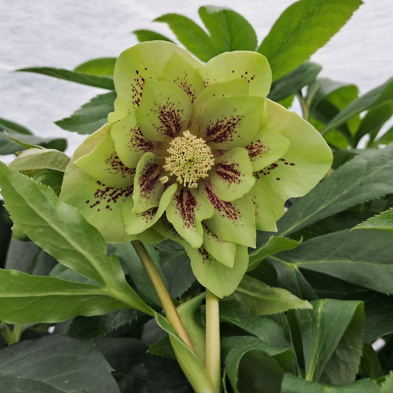 Påskeklokke Double Ellen Green - Helleborus orientalis Double Ellen Green