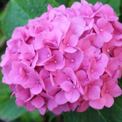 Hortensia Endless Summer...