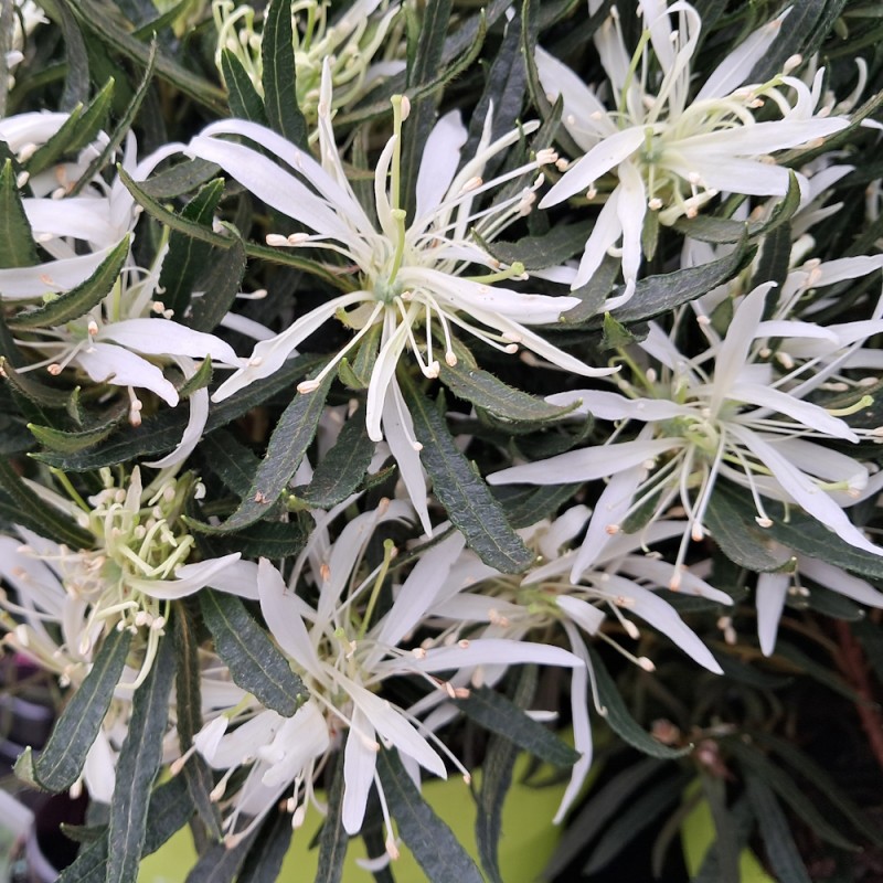 Azalea StarStyle White - Rhododendron obtusom StarStyle White