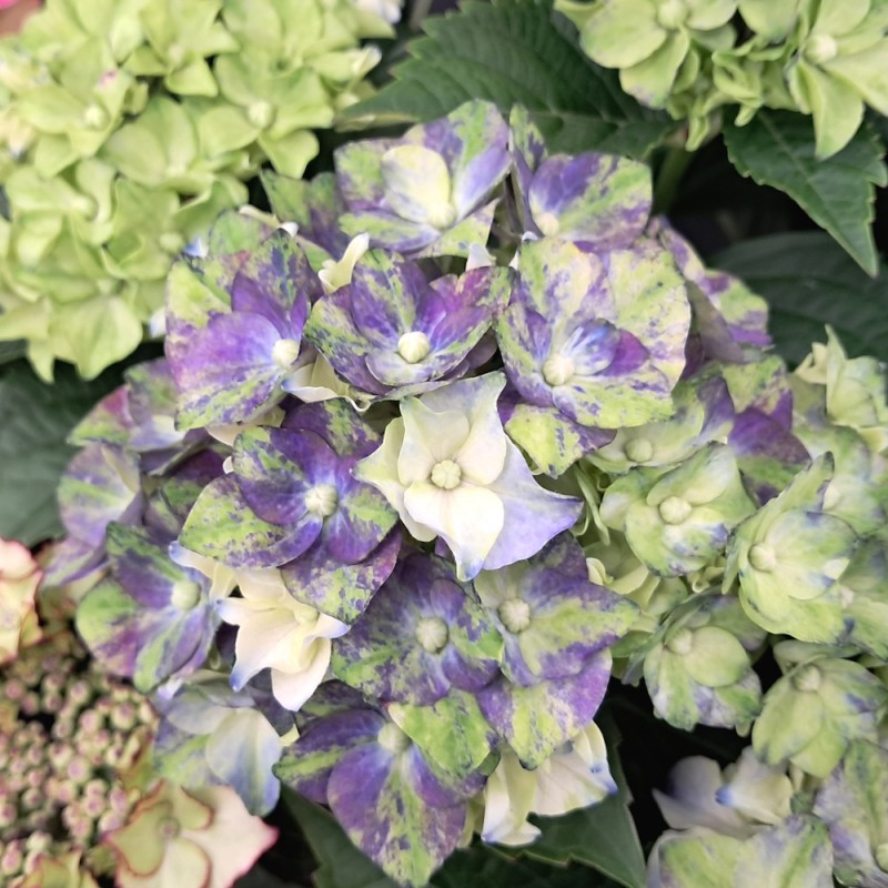 Hortensia Lady Mata Hari Blue - Hydrangea macrophylla Royalty Collection Lady Mata Hari Blue
