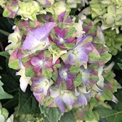Hortensia Lady Mata Hari Blue - Hydrangea macrophylla Royalty Collection Lady Mata Hari Blue