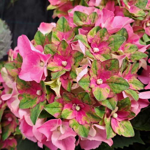 Hortensia Lady Mata Hari Pink - Hydrangea macrophylla Royalty Collection Lady Mata Hari Pink