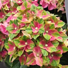 Hortensia Lady Mata Hari Pink - Hydrangea macrophylla Royalty Collection Lady Mata Hari Pink