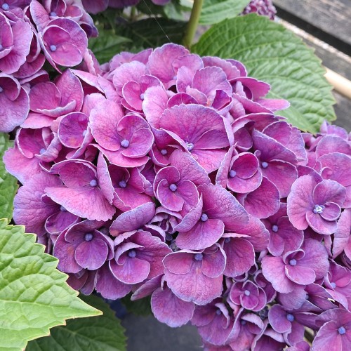 Hortensia Rosie Purple - Hydrangea macrophylla Royalty Collection Purple