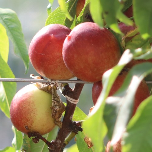 Nektarin Nucipersica - Prunus persica Nucipersica