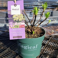 Hortensia Magical Jewel Blå - Hydrangea macrophylla Magical Jewel Blå