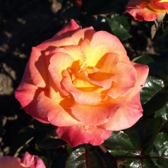 Rose Bellevue - Storblomstret rose