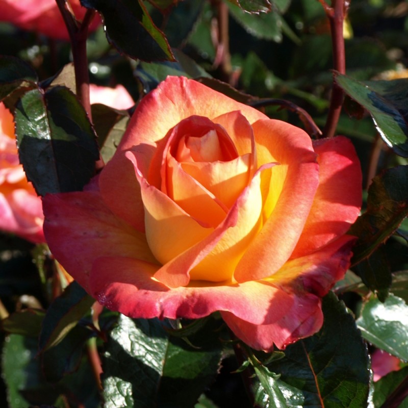 Rose Bellevue - Storblomstret rose