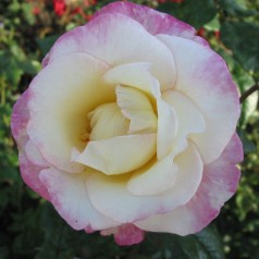 Rose Händel - Slyngrose