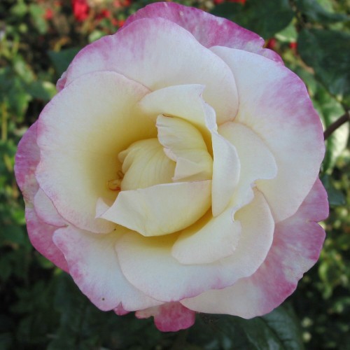 Rose Händel - Slyngrose