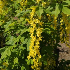 Guldregn 80-100 cm. - Bundt med 25 stk. barrodsplanter - Laburnum watereri Vossii