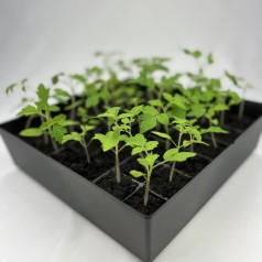 ABC Plant Starter - Sæt