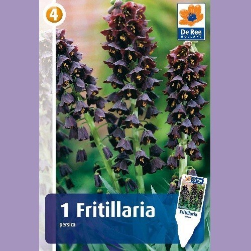 Fritillaria persica / 1 Løg