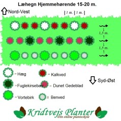 Læhegn med Hjemmehørende Træer og Buske (Mellem) 3 rækker a. 30 meter.