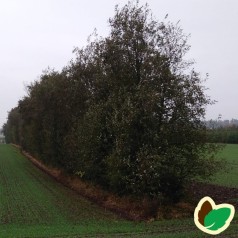 Læhegn til kystnære områder (Høj) 3 rækker a. 30 meter.