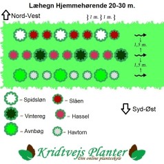 Læhegn med Hjemmehørende Træer og Buske (Høj) 3 rækker a. 30 meter.