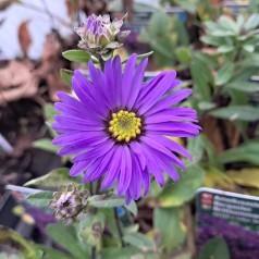 Amellusasters Veilchenkönigin - Aster amellus Veilchenkönigin