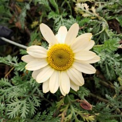 Farve-Gåseurt Sauce Hollandaise - Anthemis tinctoria Sauce Hollandaise