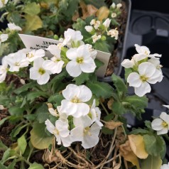 Kalkkarse Snowcap - Arabis caucasica Snowcap