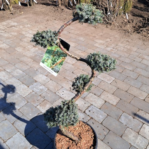 Kinesisk Ene 'Blue Alps' - Bonsai 80-90 cm. - Juniperus Chinensis Blue Alps