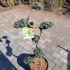 Kinesisk Ene 'Blue Alps' - Bonsai 80-90 cm. - Juniperus Chinensis Blue Alps