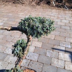 Kinesisk Ene 'Blue Alps' - Bonsai 80-90 cm. - Juniperus Chinensis Blue Alps