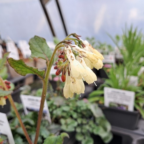 Kulsukker - Symphytum grandiflorum