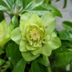 Påskeklokke Double Ellen Green - Helleborus orientalis Double Ellen Green