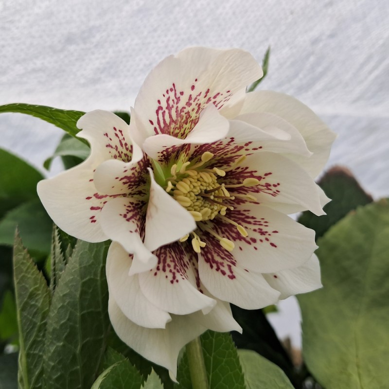 Påskeklokke Double Ellen White Spotted - Helleborus orientalis Double Ellen White Spotted