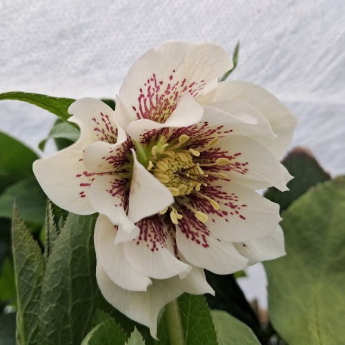 Påskeklokke Double Ellen White Spotted - Helleborus orientalis Double Ellen White Spotted