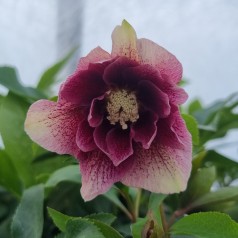 Påskeklokke Double Ellen White Spotted - Helleborus orientalis Double Ellen White Spotted