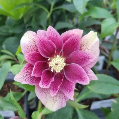 Påskeklokke Double Ellen White Spotted - Helleborus orientalis Double Ellen White Spotted