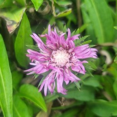Stokesia Color Wheel - Stokesia laevis ColorWheel