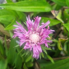 Stokesia Color Wheel -...