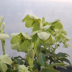 Tornet Julerose - Helleborus argutifolius