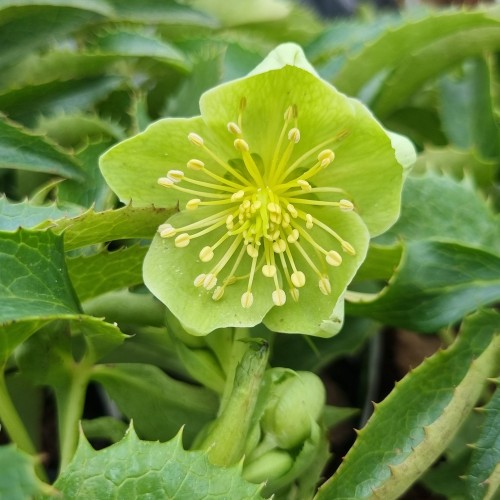 Tornet Julerose - Helleborus argutifolius