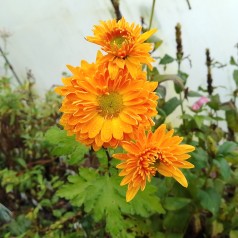 Vinterasters Ven's Wild Orange - Chrysanthemum Ven's Wild Orange