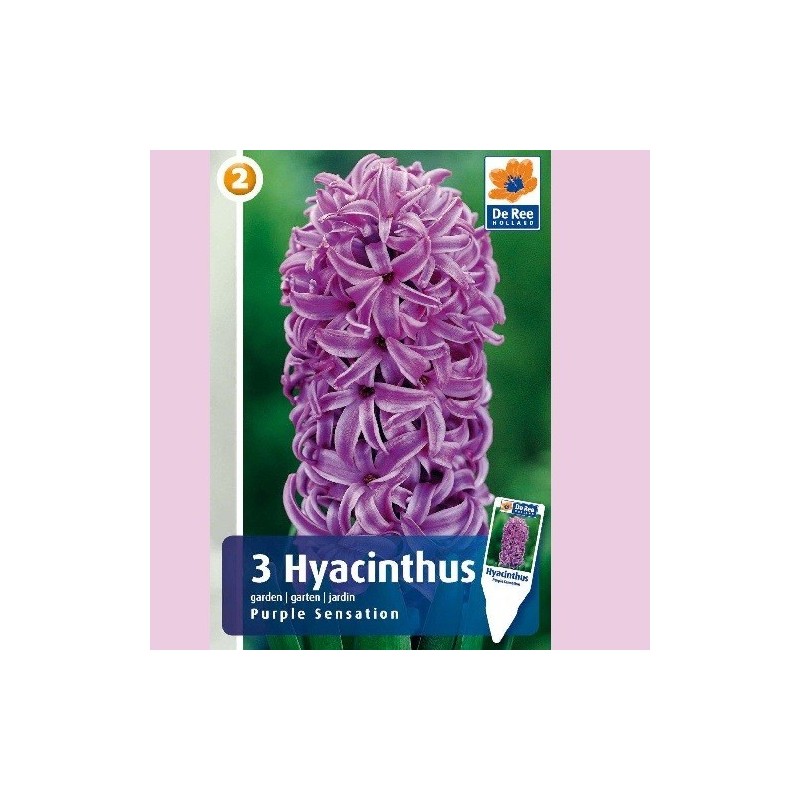 Hyacintløg Purple Sensation - 3 Løg