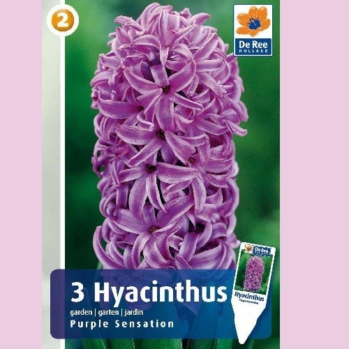 Hyacintløg Purple Sensation - 3 Løg