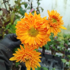 Vinterasters Ven's Wild Orange - Chrysanthemum Ven's Wild Orange