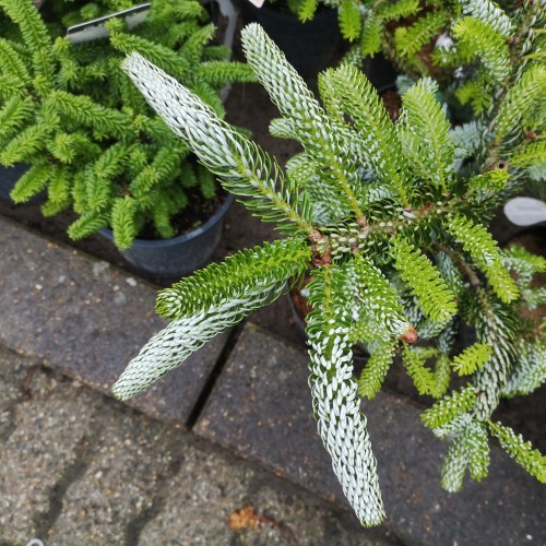 Koreagran Silberlocke 40-50 cm. - Abies koreana Silberlocke