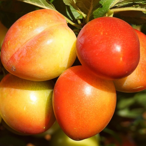 Abrikos-Mirabelle Aprimira - Lav stamme - Prunus domestica Aprimira