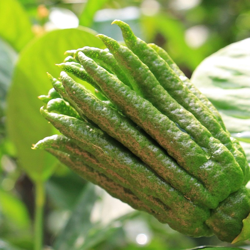 Buddas Hånd 50-60 cm. - Citrus Mano di Buddha